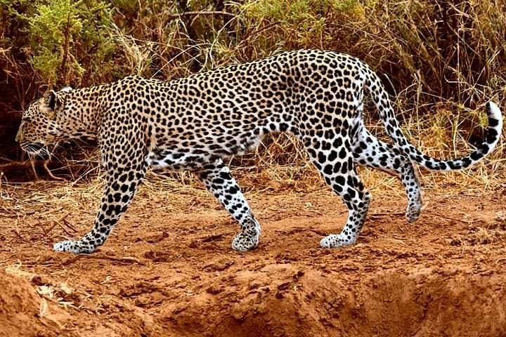 Big Cat Exclusive Safari in Kenya: Ultimate Wildlife Adventure Through Iconic Game Parks photo 6