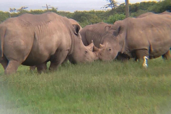 7 Days Salt-Lick Safari: Ultimate Wildlife Adventure in Kenya’s Iconic Parks photo 4