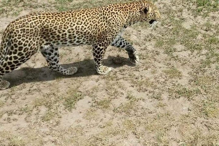7 Days Salt-Lick Safari: Ultimate Wildlife Adventure in Kenya’s Iconic Parks photo 5