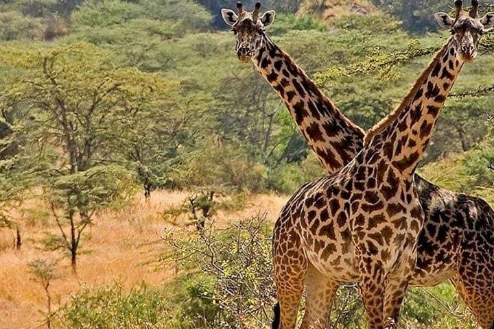 Kidepo National Park: 4-Day Wildlife Safari in Uganda’s Remote North