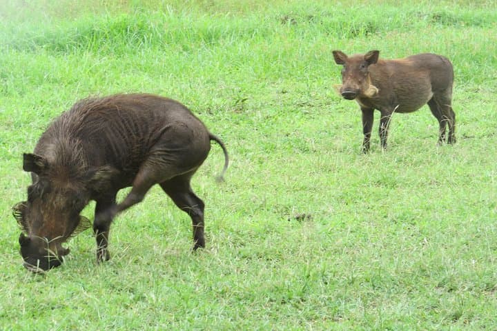 Kidepo National Park: 4-Day Wildlife Safari in Uganda’s Remote North photo 3