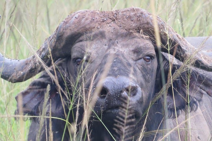 Kidepo National Park: 4-Day Wildlife Safari in Uganda’s Remote North photo 4