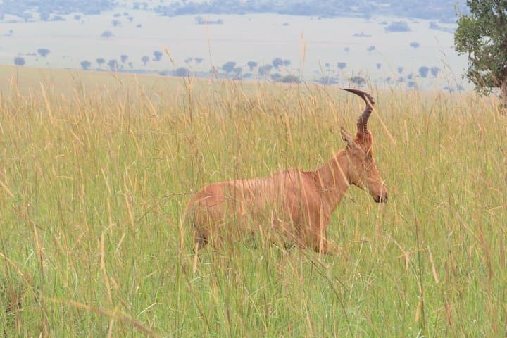 Kidepo National Park: 4-Day Wildlife Safari in Uganda’s Remote North photo 5