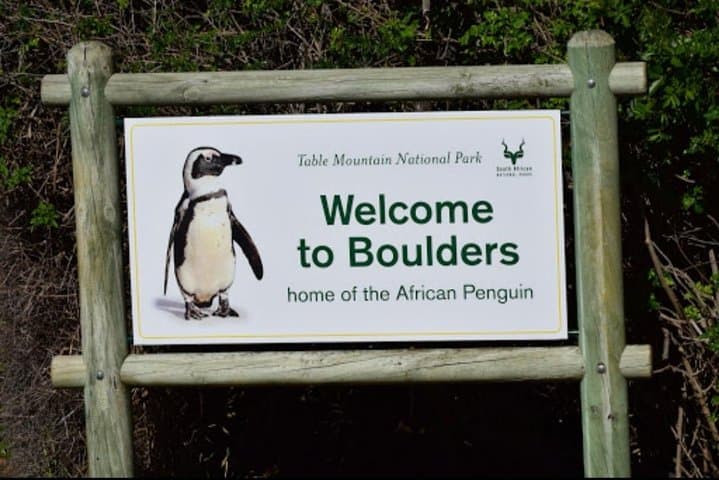 Penguins and Wine: Boulders Beach Penguin Colony and Constantia Wine Tasting from Cape Town photo 2
