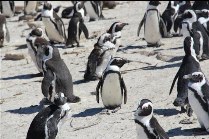 Penguins and Wine: Boulders Beach Penguin Colony and Constantia Wine Tasting from Cape Town photo 3