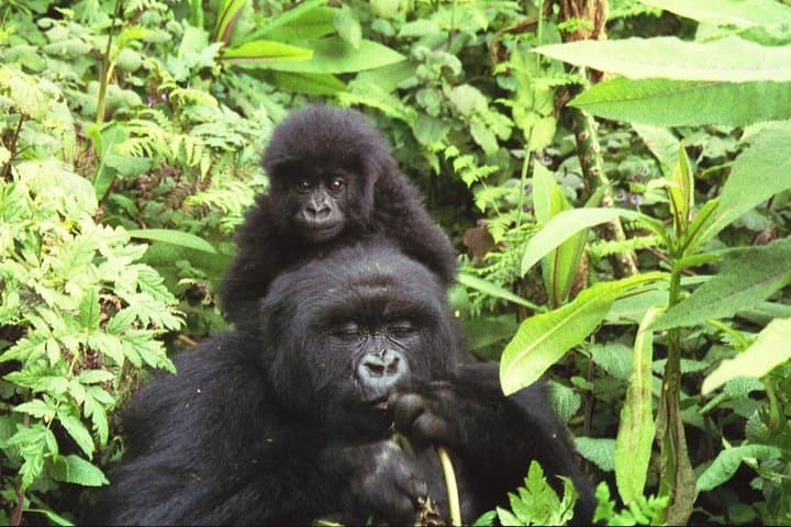 5-Day Safari: Bwindi Gorilla Trekking & Queen Elizabeth Game Drives