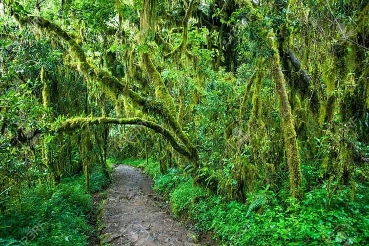 Peep to the Peak: Kilimanjaro Day Hike from Marangu Gate photo 3