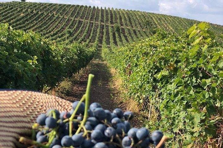 Ismayilli Wine Tour and Tasting with Local Lunch photo 2