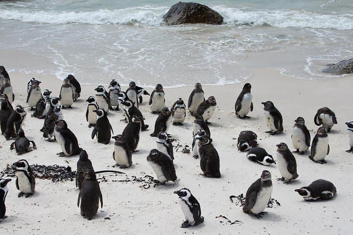 Boulders Penguins & Cape Point: Half-Day Coastal Tour from Cape Town photo 2