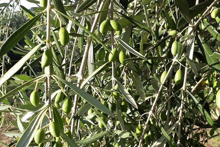 Sorrento Coast Lemon and Olive Oil Farm Tour: Limoncello, Tastings & Organic Lunch photo 5
