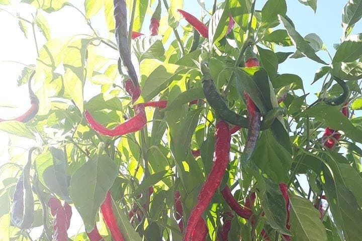 Sorrento Coast Lemon and Olive Oil Farm Tour: Limoncello, Tastings & Organic Lunch photo 6