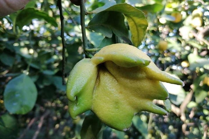 Sorrento Coast Lemon and Olive Oil Farm Tour: Limoncello, Tastings & Organic Lunch