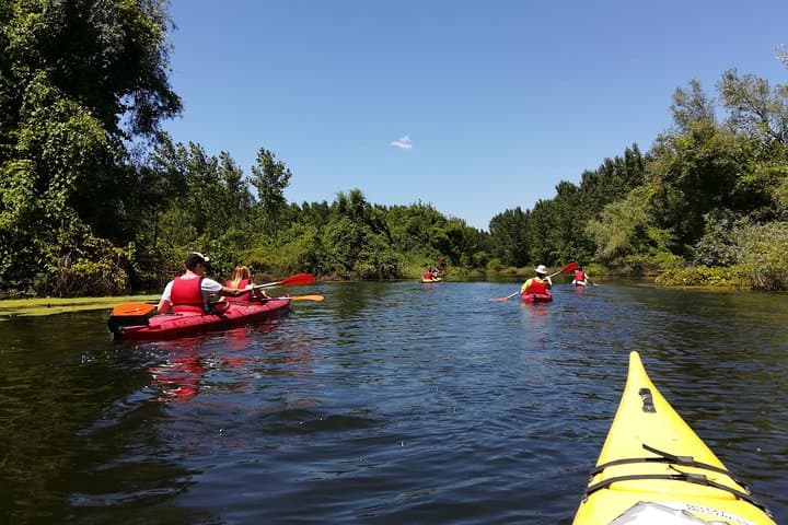 Paddle the Belgrade Amazon: 18km Kayak Adventure Through Beljarica Wetlands