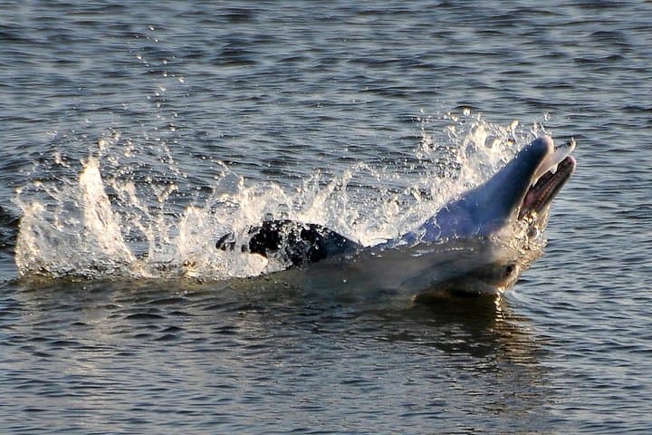 Sunset Kayak Mangrove Tunnels: Search for Dolphins & Manatees in Cocoa Beach photo 2