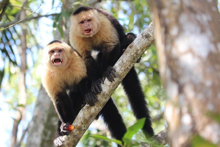 Damas Island Mangrove Kayak Tour — Manuel Antonio Estuary Paddle photo 2