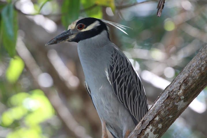 Damas Island Mangrove Kayak Tour — Manuel Antonio Estuary Paddle photo 5