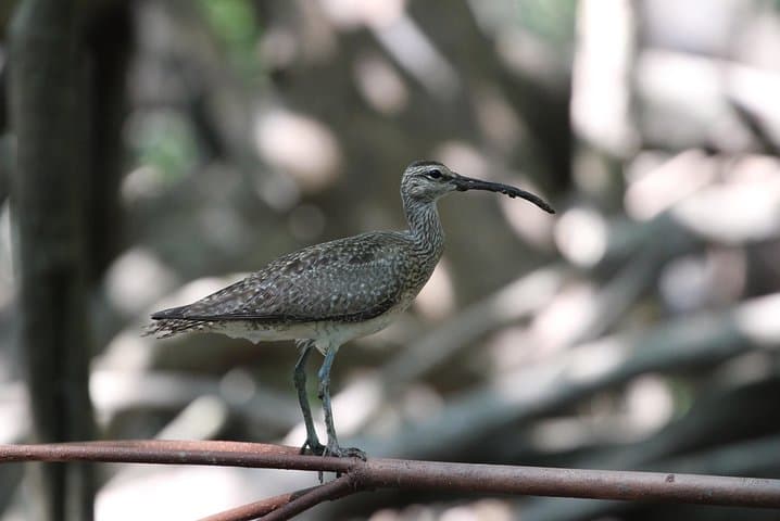 Damas Island Mangrove Kayak Tour — Manuel Antonio Estuary Paddle photo 6
