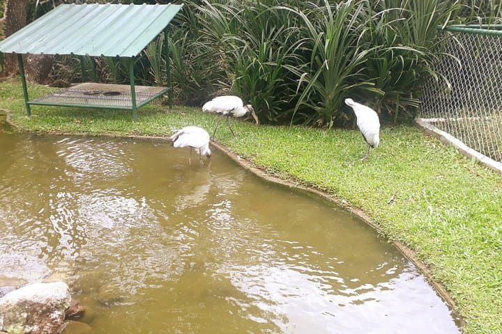 El Valle de Antón Day Tour: Volcano Crater Town, Waterfall & Hot Springs photo 2