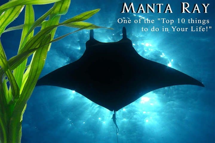 Experience the Thrill of Manta Ray Night Snorkeling off Kona Coast photo 4