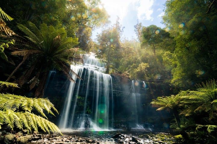Mount Field Day Tour — Private Charter to Russell Falls & Bonorong Wildlife Sanctuary photo 3