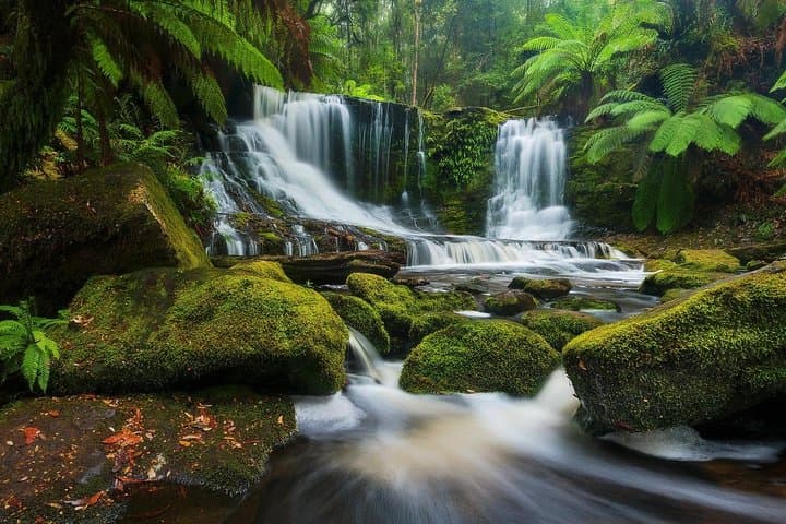 Mount Field Day Tour — Private Charter to Russell Falls & Bonorong Wildlife Sanctuary photo 4