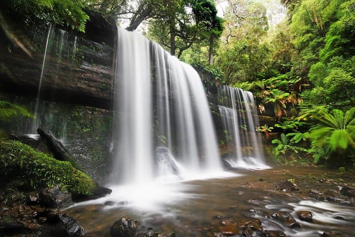Mount Field Day Tour — Private Charter to Russell Falls & Bonorong Wildlife Sanctuary photo 5