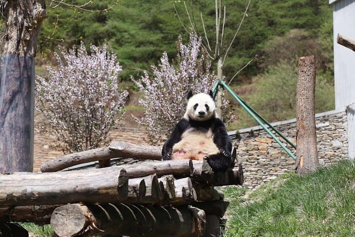 Dujiangyan Panda Volunteer Day Trip & Mount Qingcheng Self-Guided Tour from Chengdu