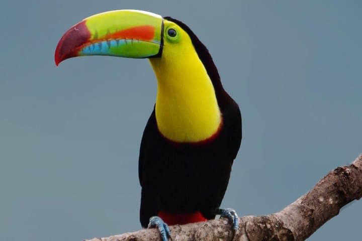 Hiking Curi-Cancha Reserve Monteverde: Cloud-Forest Birding & Wildlife Walk