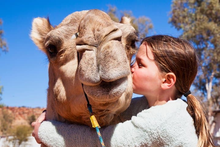 Sunset Camel Ride at Pyndan: Alice Springs Camel Tour in the Red Centre photo 2