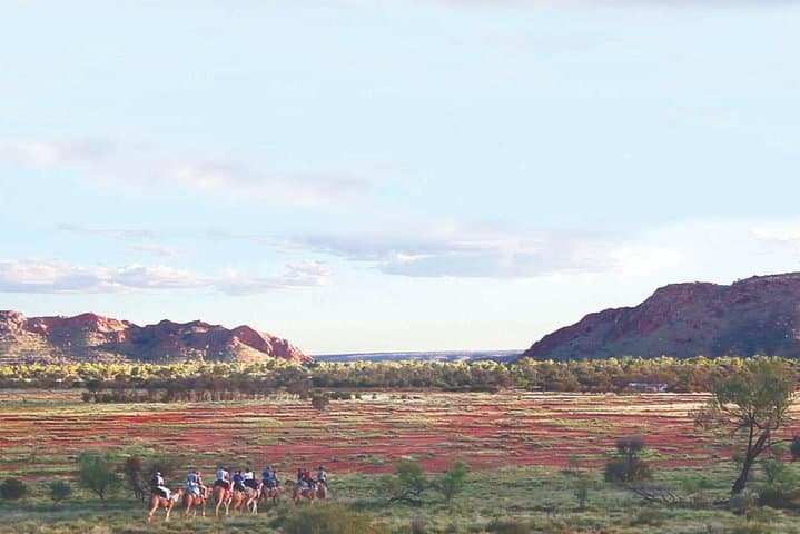 Sunset Camel Ride at Pyndan: Alice Springs Camel Tour in the Red Centre photo 6