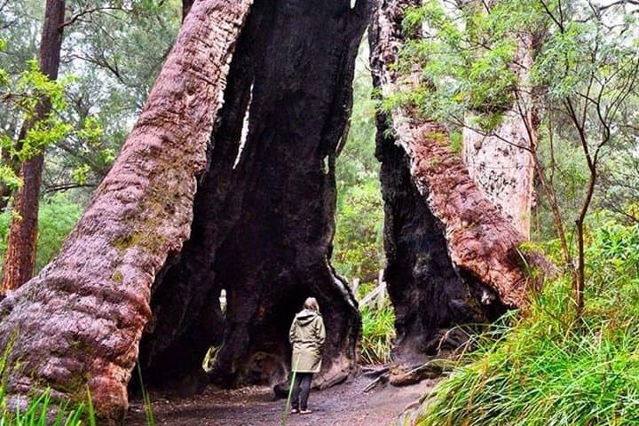 Albany Southwest Wilderness Day Tour — Fly from Perth to Tree Top Walk, Denmark & The Gap photo 4
