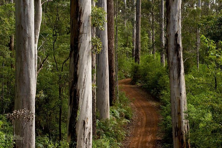 Albany Southwest Wilderness Day Tour — Fly from Perth to Tree Top Walk, Denmark & The Gap photo 5