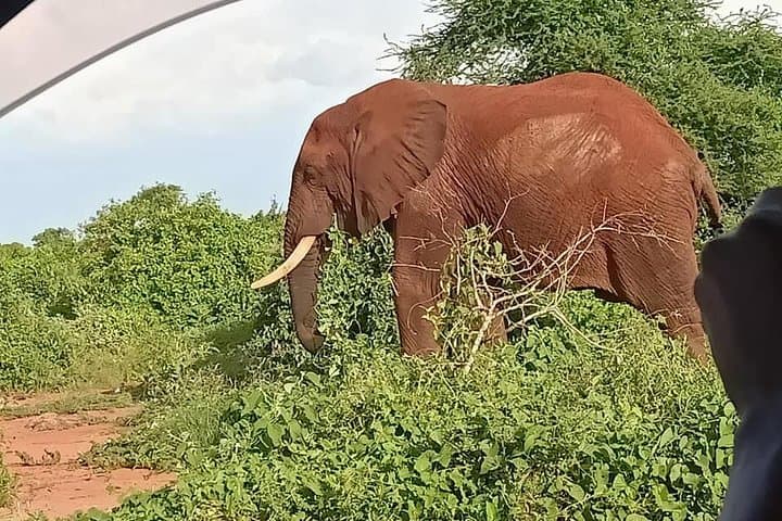 Tsavo Expedition Safari: Red Elephants, Leopards & Mzima Springs
