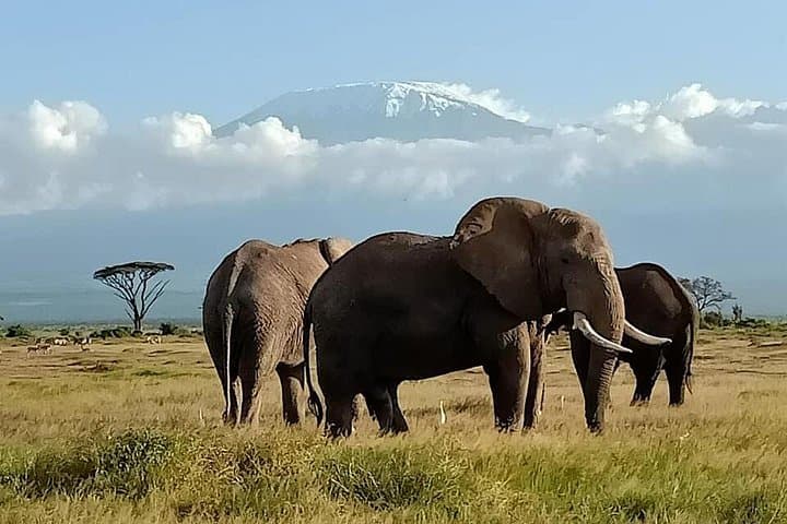 9-Day Rhino & Elephant Safari: Maasai Mara, Ol Pejeta & Amboseli photo 4