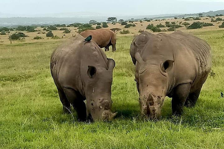 9-Day Rhino & Elephant Safari: Maasai Mara, Ol Pejeta & Amboseli photo 2