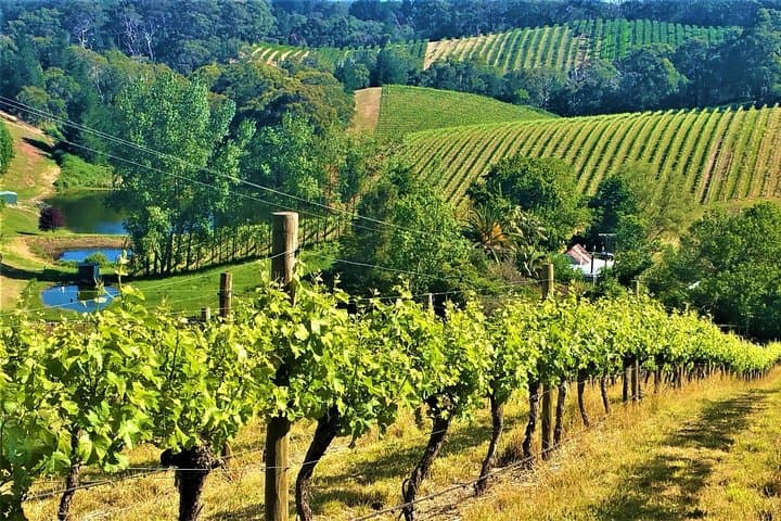 Adelaide Hills Private Day Tour — Hahndorf, Wine Tasting & Mount Lofty Lookout