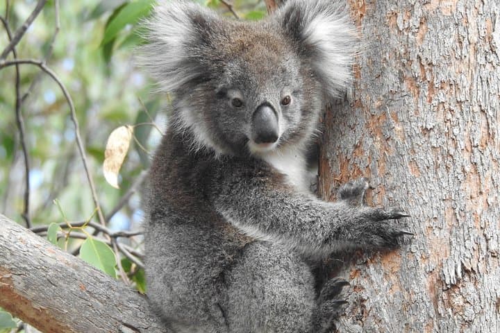Adelaide Hills Private Day Tour — Hahndorf, Wine Tasting & Mount Lofty Lookout photo 2