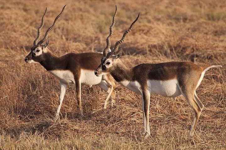 Blackbuck Safari from Vadodara: Velavadar National Park Weekend Wildlife Tour