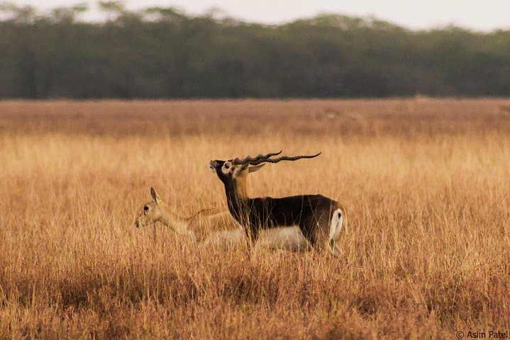 Blackbuck Safari from Vadodara: Velavadar National Park Weekend Wildlife Tour photo 3