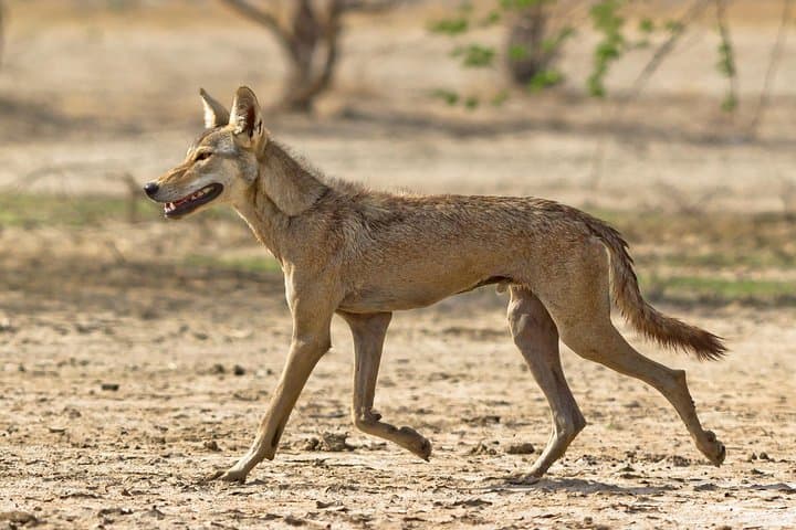 Blackbuck Safari from Vadodara: Velavadar National Park Weekend Wildlife Tour photo 5