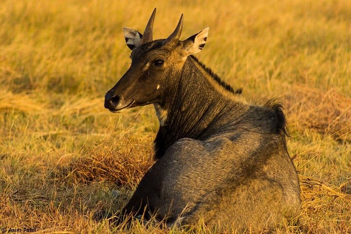 Blackbuck Safari from Vadodara: Velavadar National Park Weekend Wildlife Tour photo 6