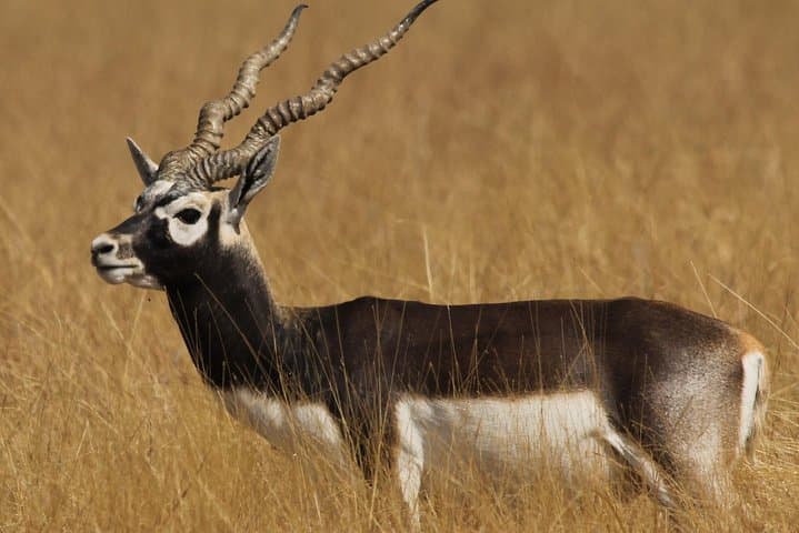 Blackbuck Safari from Vadodara: Velavadar National Park Weekend Wildlife Tour photo 2