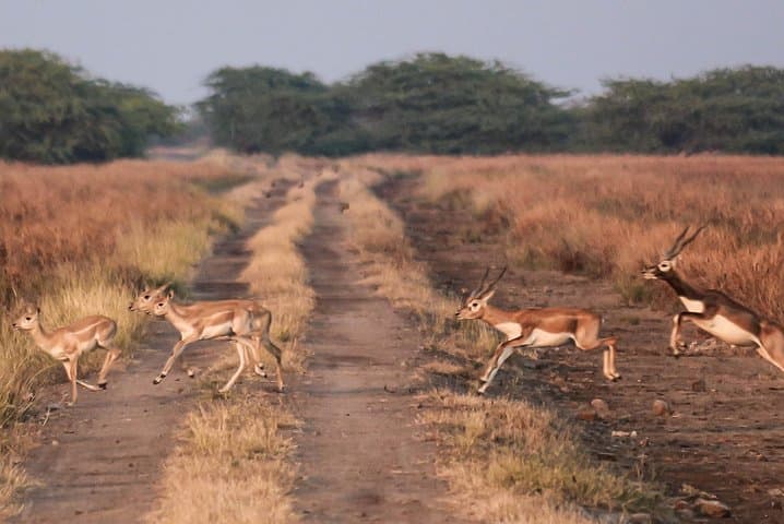 Blackbuck Safari from Vadodara: Velavadar National Park Weekend Wildlife Tour photo 4