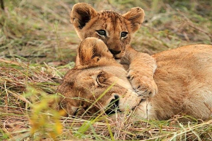 4-Day Masai Mara & Lake Naivasha Safari from Nairobi: Big Game, Birds and Rift-Valley Views