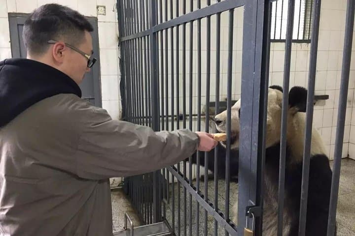 Dujiangyan Panda Volunteer Day Trip & Mount Qingcheng Self-Guided Tour from Chengdu photo 6