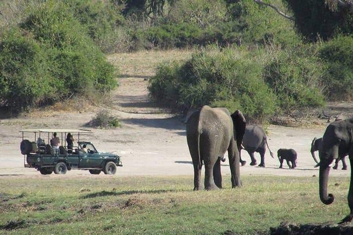 Chobe Day Trip from Livingstone: Full-Day Chobe National Park Safari & River Cruise photo 3