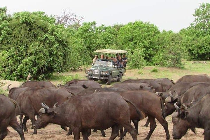 3-Hour Chobe Game Drive: Elephant Encounters Along the Chobe River photo 2