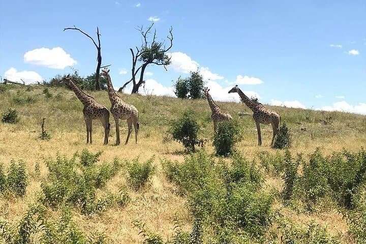 Chobe Day Trip from Victoria Falls: River Cruise and Game Drive in One Day photo 4