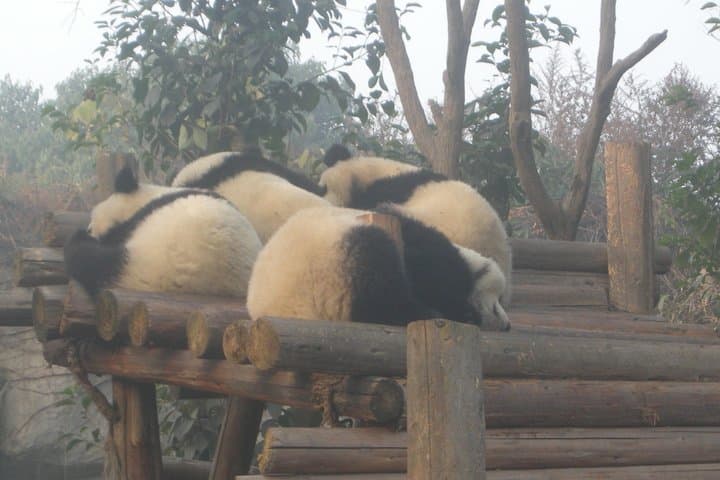 Chengdu to Mount Emei: 2-Day Private Tour to Panda Base, Leshan Giant Buddha & Golden Summit photo 4