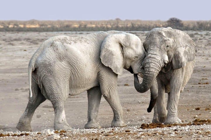 3-Hour Chobe Game Drive: Elephant Encounters Along the Chobe River photo 6